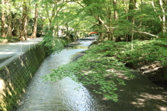 青もみじ