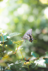 butterfly