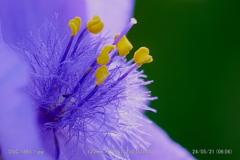 DSC_1865 1