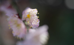 DSC00237 のコピー