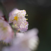 DSC00237 のコピー
