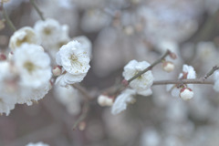 梅