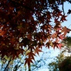 色付く公園