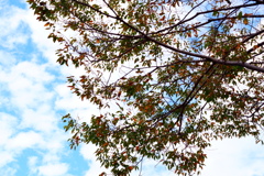 秋の空