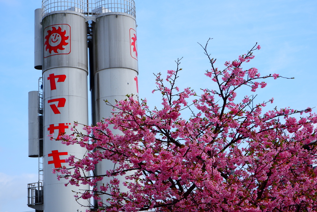 河津桜