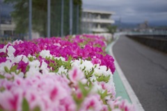 通学路