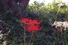 曼珠沙華