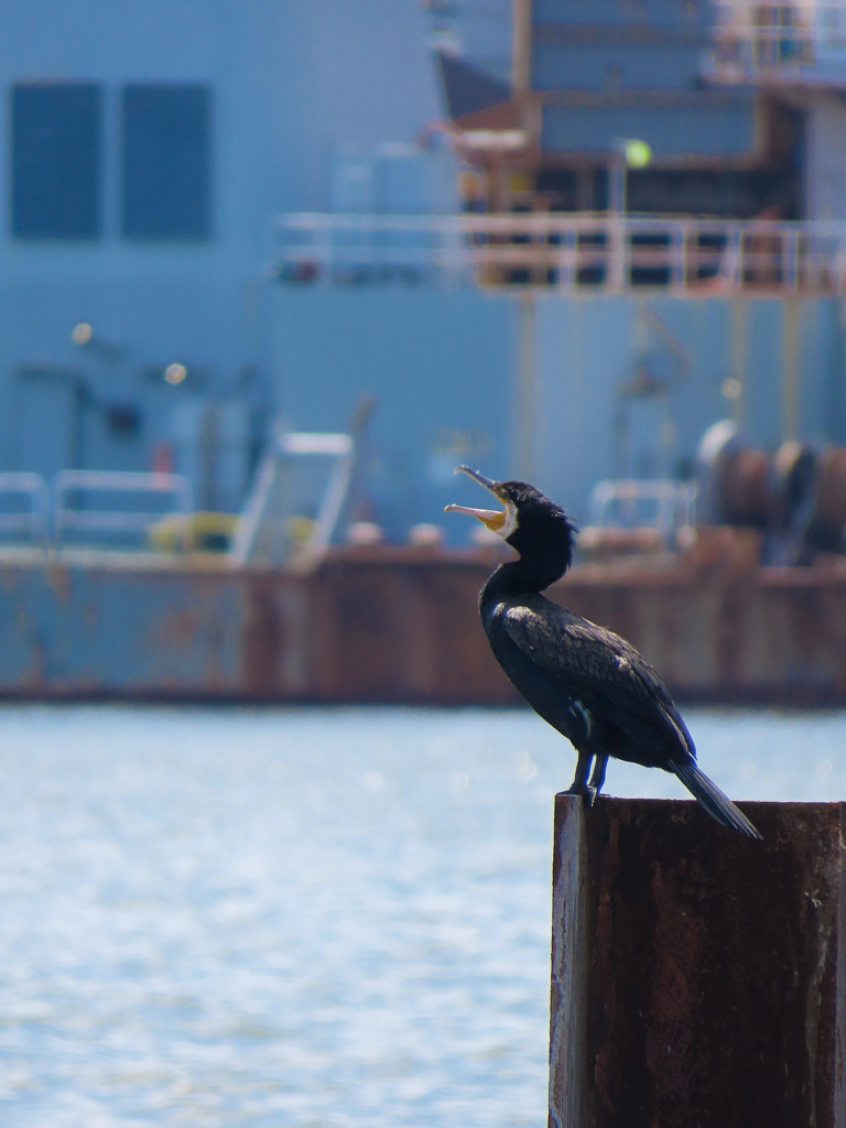 コンデジの限界①