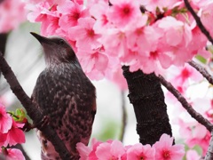 ヒヨドリ