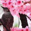 ヒヨドリ
