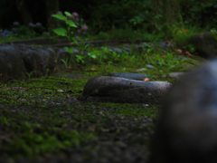 苔むした岩