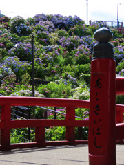 今年最後のあじさい