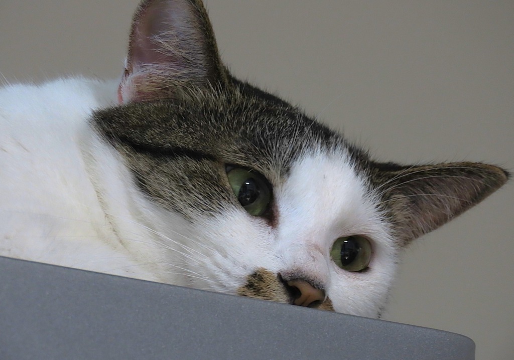 ねこ（さすがに撮るものがない）