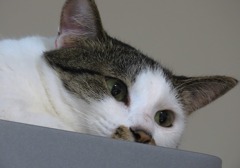 ねこ（さすがに撮るものがない）