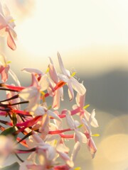 なんかの花