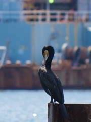 コンデジの限界②