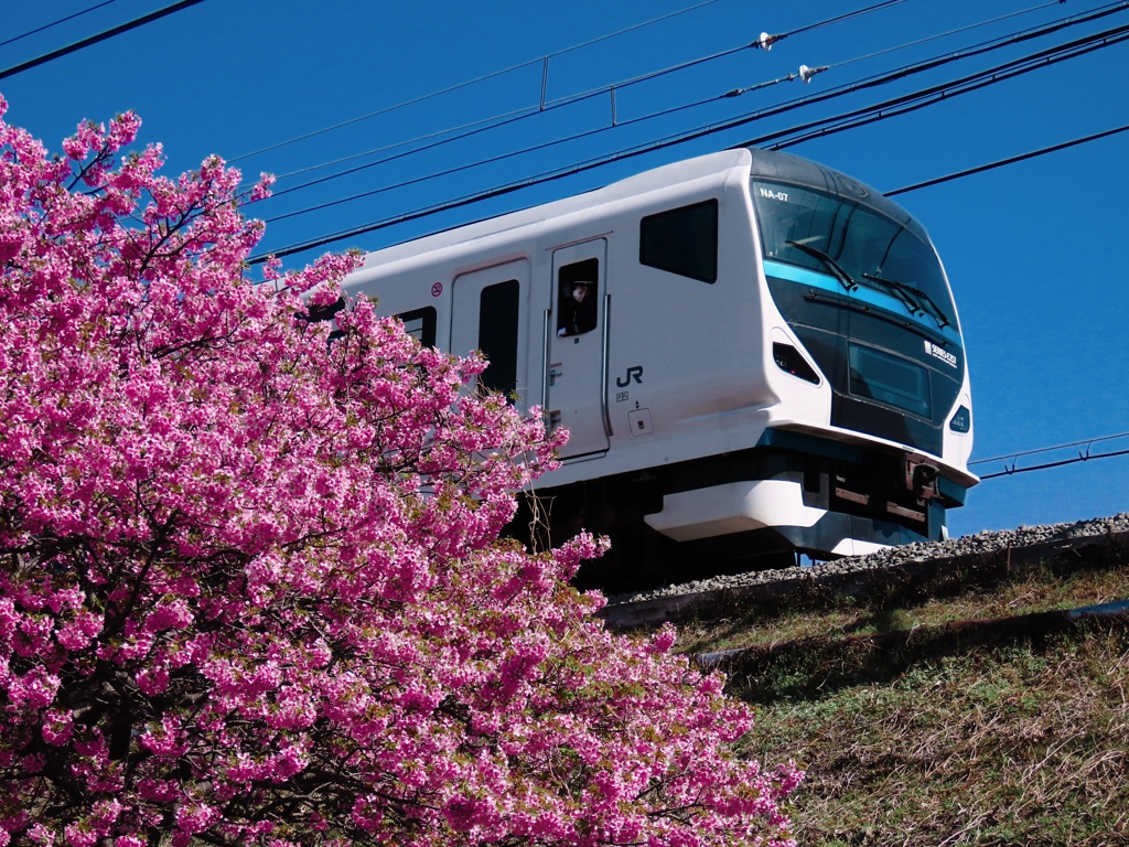 河津桜