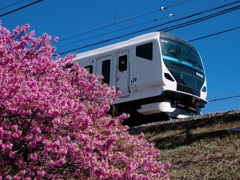 河津桜