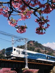 河津桜