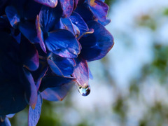 あじさいの一滴