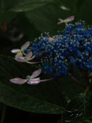 あじさいっぽくないあじさい