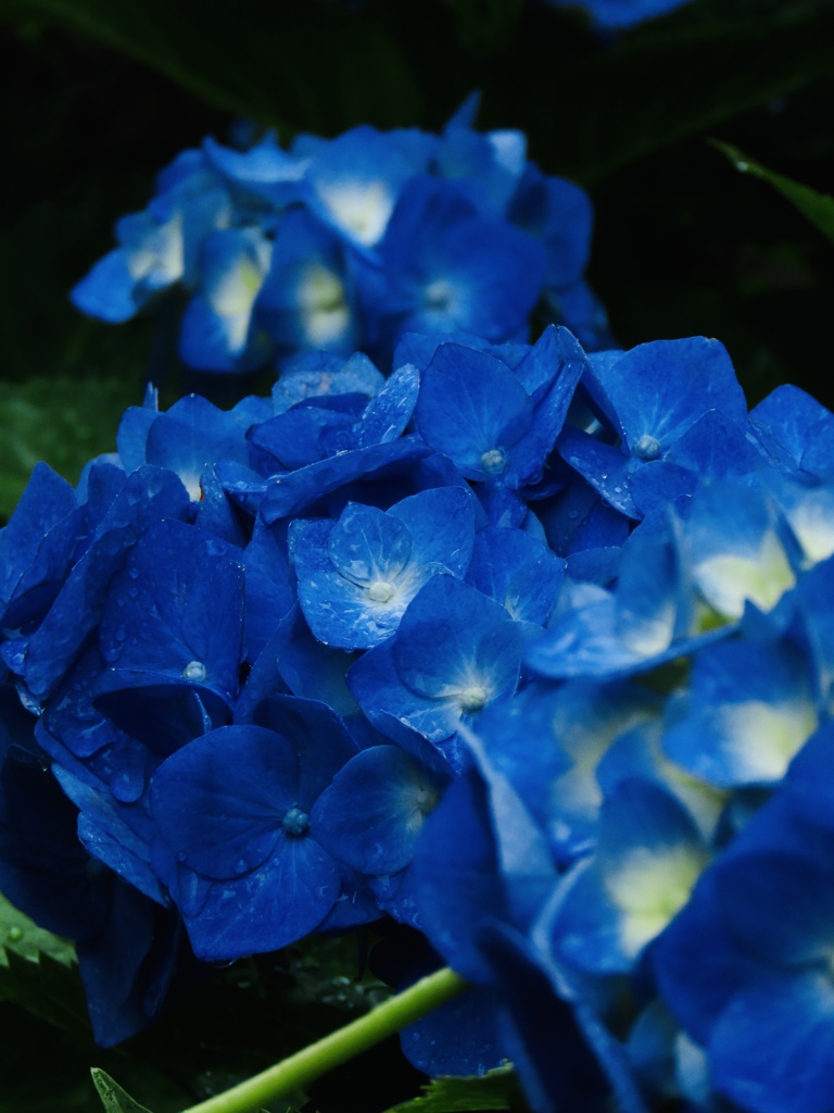 紫陽花2