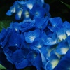 紫陽花2