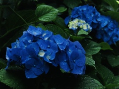 紫陽花