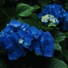 紫陽花