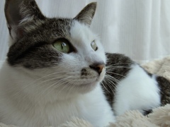 猫