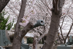 桜のまにまに