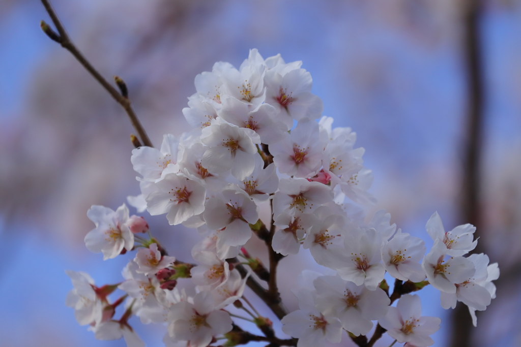 桜