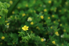 植物