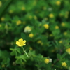 植物