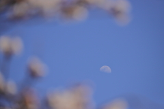 春の月