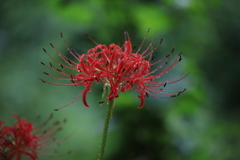 彼岸花