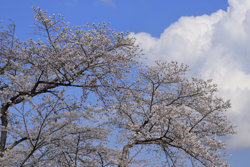 桜