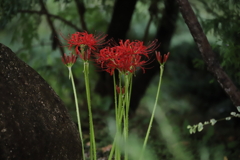 彼岸花