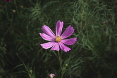 XR RIKENON 50mm f2
