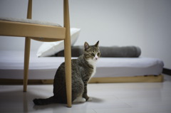 うちの子