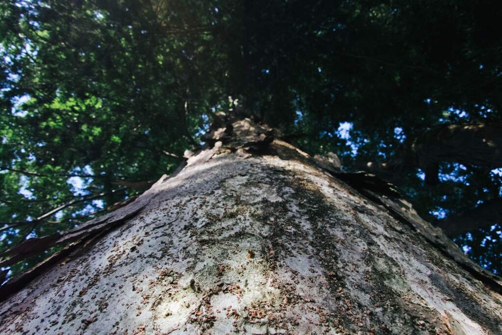 バーン