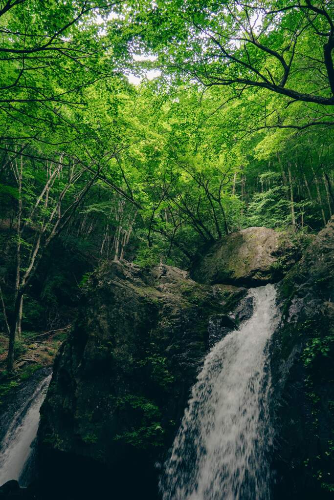 自然の声