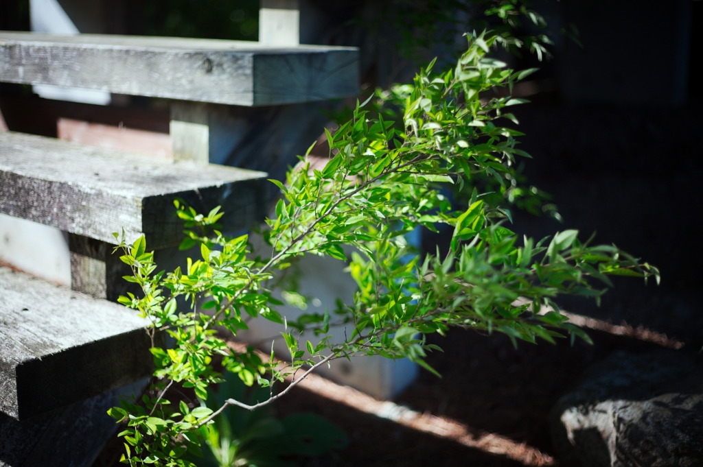 EF 50mm f1.8 ii