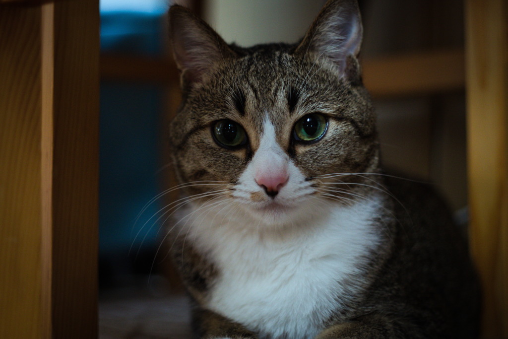 XR RIKENON 50mm f2