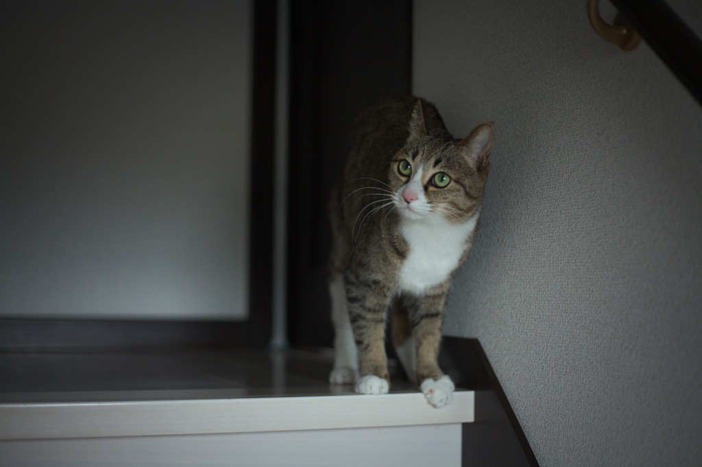 初めてのフルサイズ