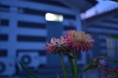 麦わらキクDSC_4745
