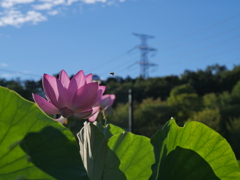 毛呂山の古代蓮