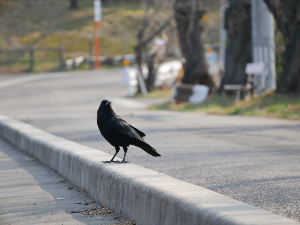 近くの公園でカラス