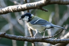 過去の野鳥写真