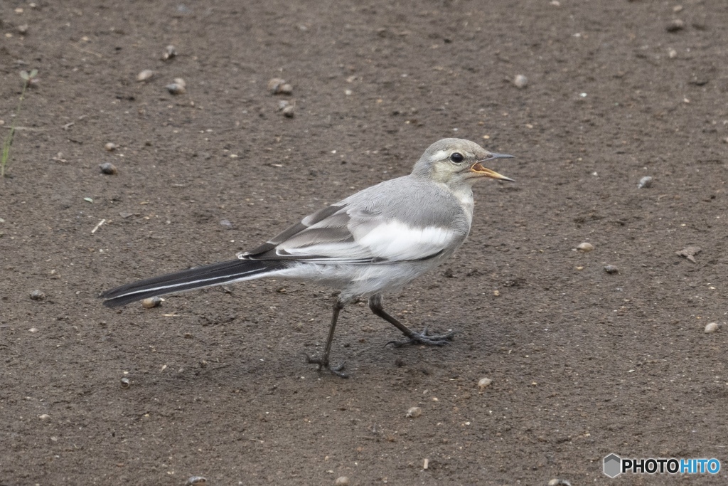 近所でハクセキレイ（幼鳥？）